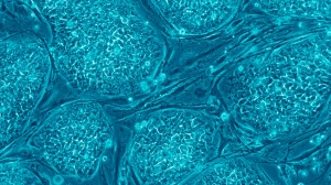 Primeira célula humana clonada com sucesso